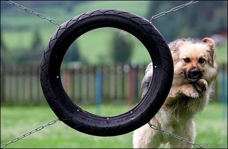 Chien_redoublant